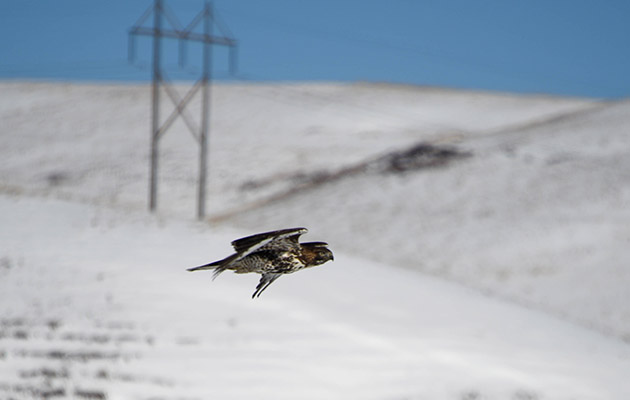 A juvenile red-tailed hawk flies by a transmission line in northcentral Montana.